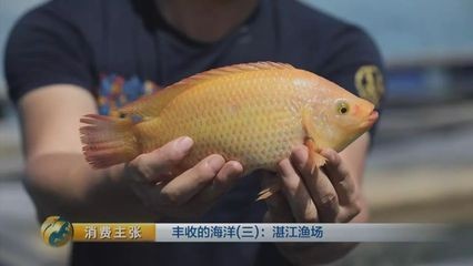 黃龍魚怎么養在家里：黃龍魚怎么養在家里，黃龍魚怎么養在家中養殖黃龍魚