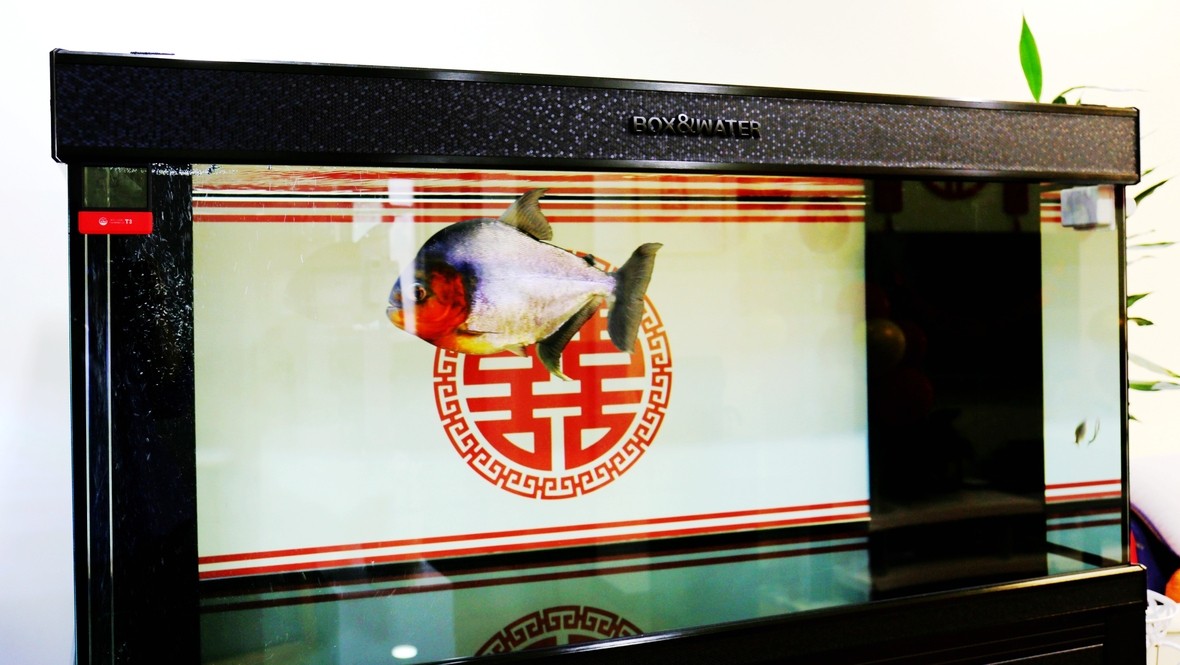 收條50以上大龍魚（金紅都可）