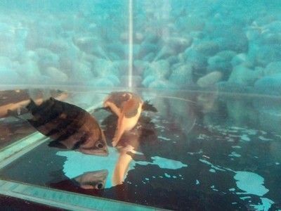 龍魚為什么會側身游動：龍魚側身游動可能由多種原因引起