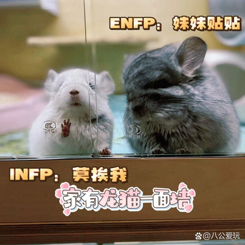 龍貓可以幾只一起住嗎
