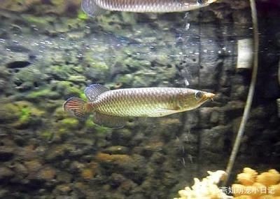 龍魚一般什么時(shí)候喂食：龍魚一般什么時(shí)候喂食，龍魚的喂食時(shí)間有嚴(yán)格的規(guī)定