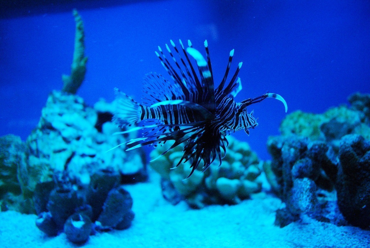羅莊區(qū)沂龍閣水族館 （羅莊區(qū)沂龍閣水族館電話(huà)）