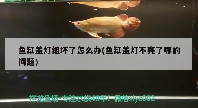 魚缸燈光不亮了怎么辦：當(dāng)魚缸燈光不亮?xí)r，首先應(yīng)檢查電源線是否連接正確且完好