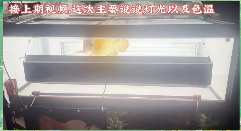 龍魚燈2700K跟6700K哪個好
