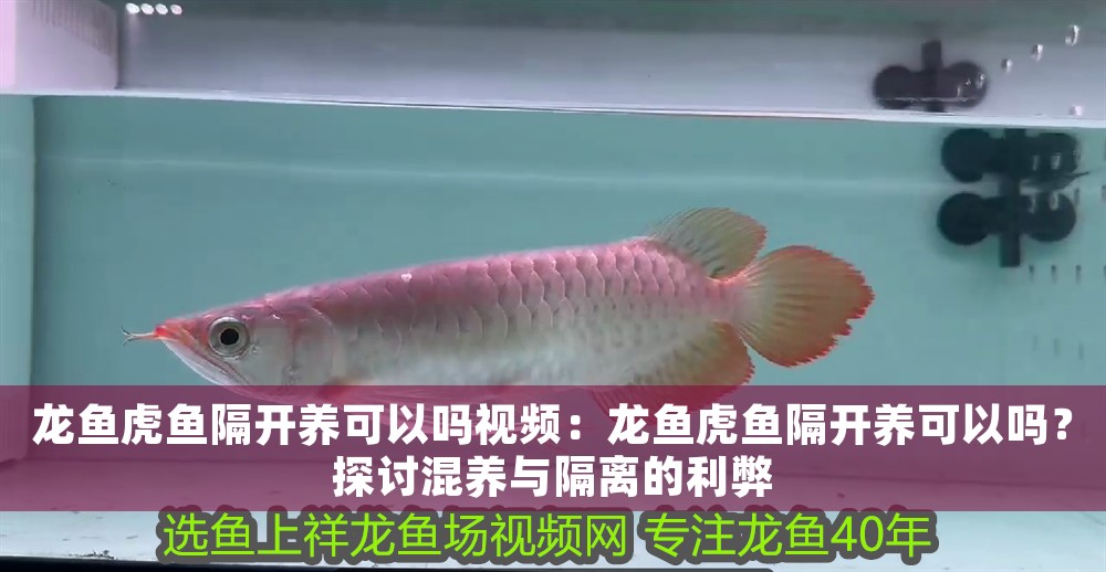 龍魚虎魚隔開養可以嗎視頻：龍魚虎魚隔開養可以嗎？探討混養與隔離的利弊