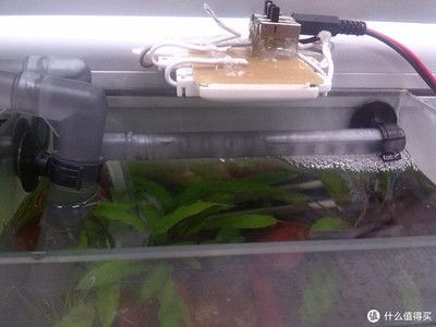 深圳龍魚市場的主要進口渠道有哪些