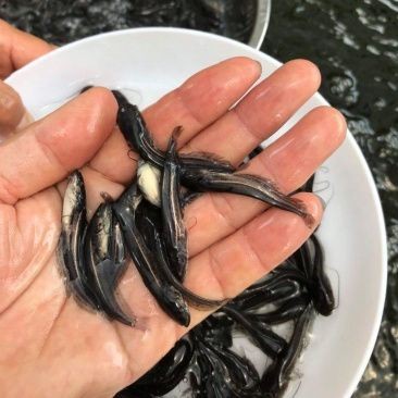附近有哪里有賣鯰魚苗的