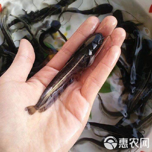 附近有哪里有賣鯰魚苗的