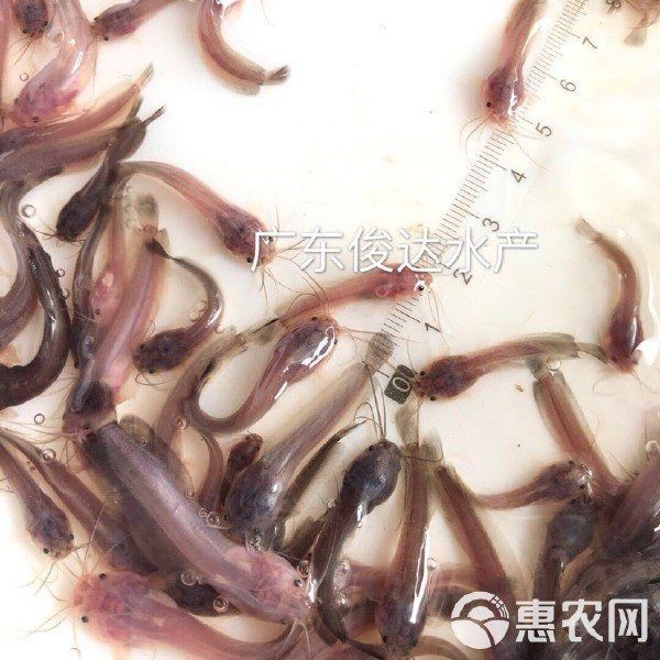 附近有哪里有賣鯰魚苗的
