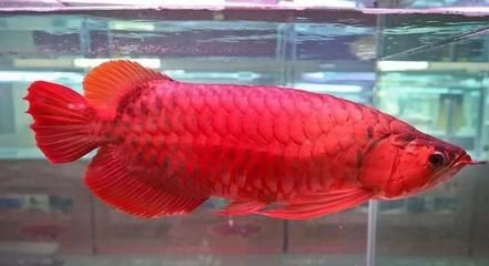 龍魚疾病預防措施是什么呢圖片:如何保持龍魚水族箱水質優良 龍魚百科 第1張 龍魚疾病預防措施是什么呢圖片:如何保持龍魚水族箱水質優良 龍魚疾病預防措施是什么呢圖片:如何保持龍魚水族箱水質優良 龍魚百科 第1張