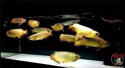 龍魚疾病預防措施是什么呢圖片:如何保持龍魚水族箱水質優良 龍魚百科 第4張 龍魚疾病預防措施是什么呢圖片:如何保持龍魚水族箱水質優良 龍魚疾病預防措施是什么呢圖片:如何保持龍魚水族箱水質優良 龍魚百科 第4張