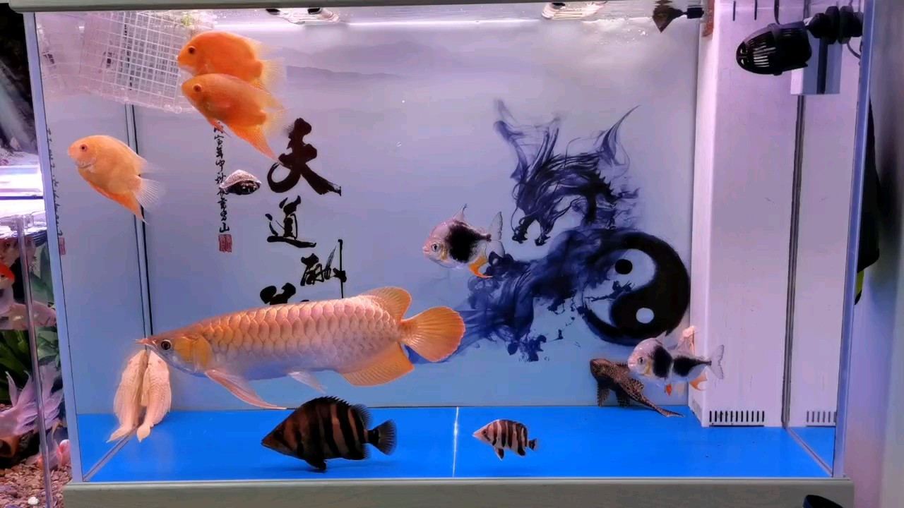 你瞅啥