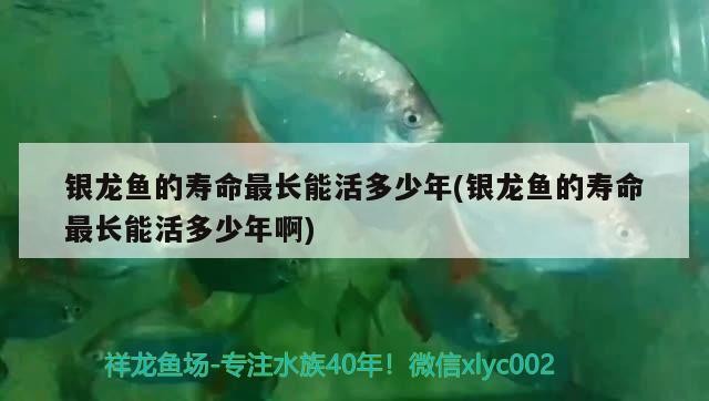 銀龍魚的壽命最長(zhǎng)能活多少年(銀龍魚的壽命最長(zhǎng)能活多少年啊)
