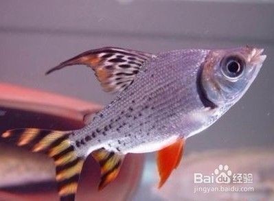 養龍魚的魚缸：隴南龍魚魚缸，打造水族藝術的精致空間