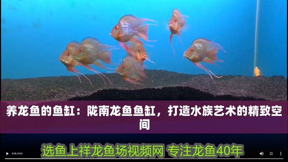 養龍魚的魚缸：隴南龍魚魚缸，打造水族藝術的精致空間