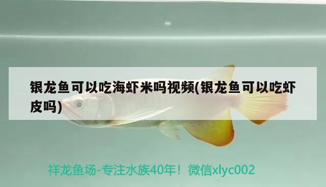 銀龍魚可以吃海蝦米嗎視頻(銀龍魚可以吃蝦皮嗎)