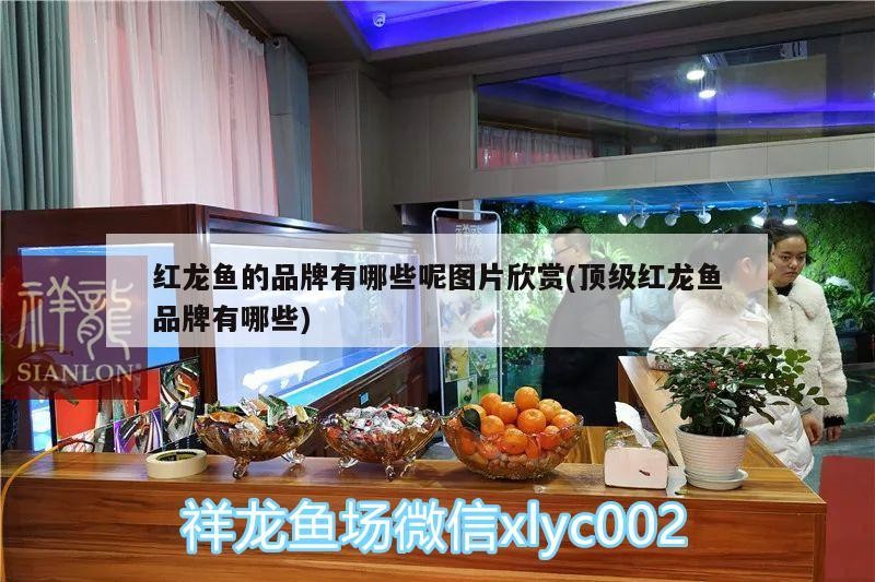 銀龍魚爛嘴怎么辦銀龍魚嘴爛了一星期能長好嗎，銀龍魚嘴巴爛了怎么辦圖片視頻大全和銀龍魚嘴爛了一星期能長好嗎