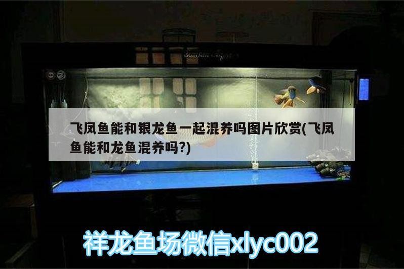 銀龍魚爛嘴怎么辦銀龍魚嘴爛了一星期能長好嗎，銀龍魚嘴巴爛了怎么辦圖片視頻大全和銀龍魚嘴爛了一星期能長好嗎