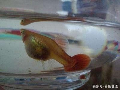 龍魚翻腮多久就硬化了正常：龍魚苗喂養指南