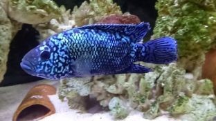 銀河星鉆魚繁殖光照強度設置：如何觀察銀河星鉆魚發情