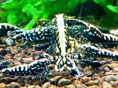銀河星鉆魚繁殖光照強度設置：如何觀察銀河星鉆魚發情