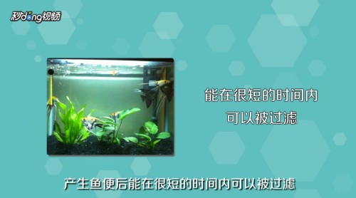 魚(yú)缸里的氧氣泵要一直開(kāi)（夏季魚(yú)缸增氧技巧氧氣泵使用對(duì)魚(yú)的影響如何判斷魚(yú)缸缺氧）