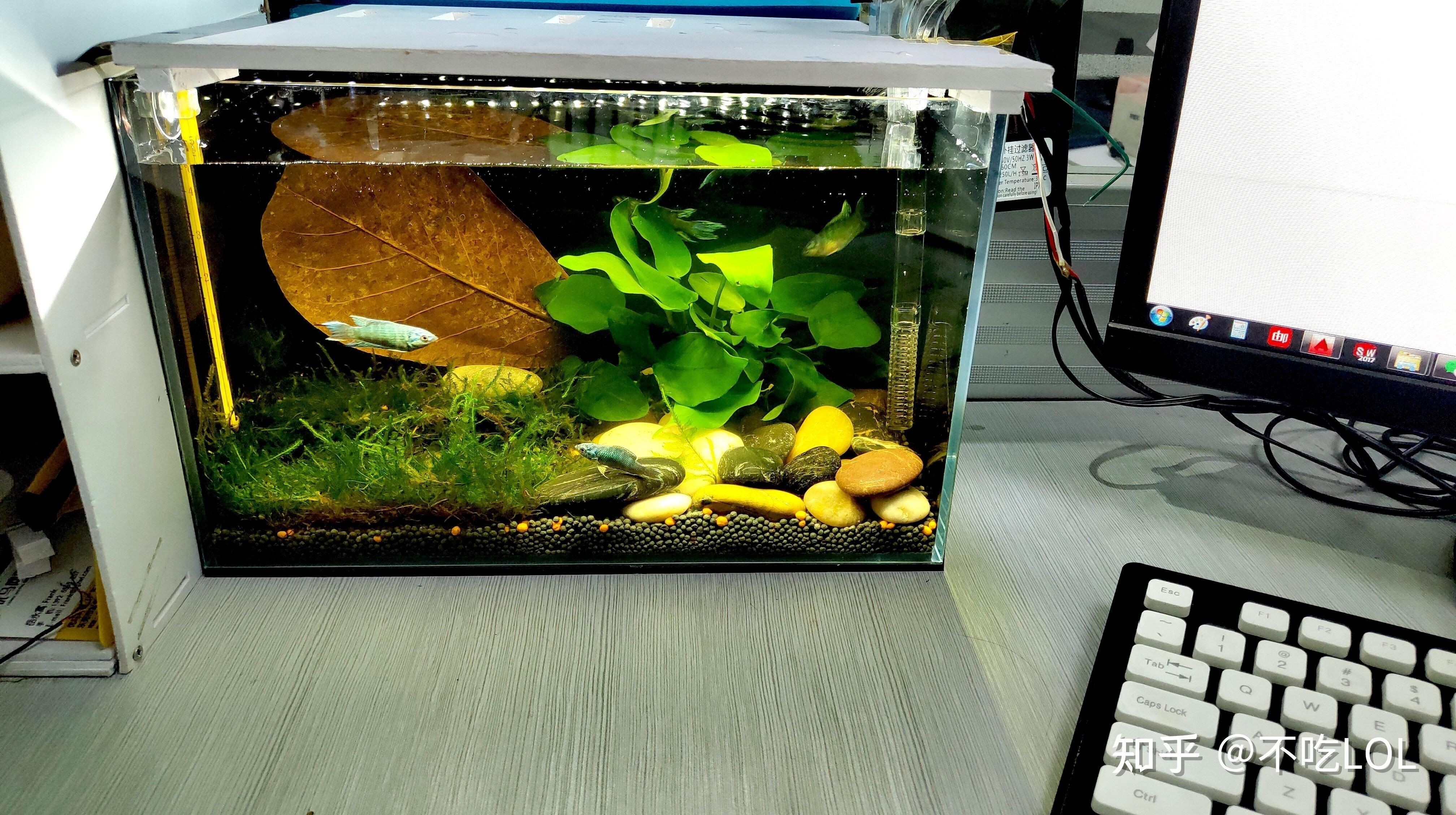 好看的小魚(yú)缸（如何挑選一個(gè)好看的小魚(yú)缸）