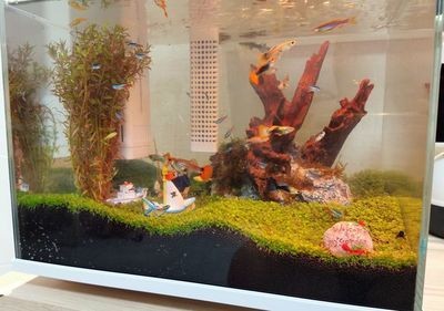 魚缸生態系統的清洗方法和注意事項和注意事項和注意事項：畫法幾何魚缸水泵清洗方法