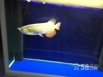 高背金龍魚怎么養(yǎng)才能活（高背金龍魚的飼養(yǎng)方法）