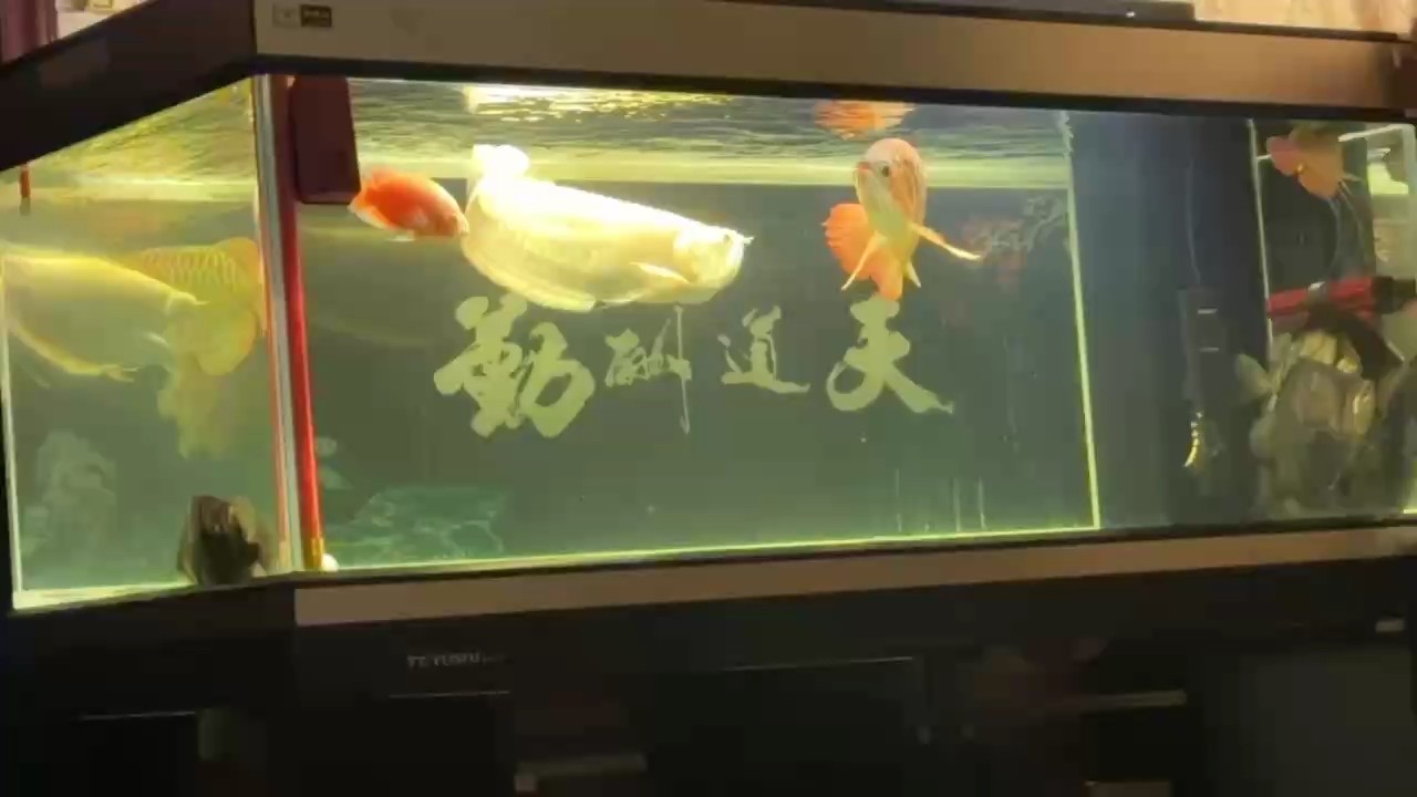 弱爆了 弱爆了 龍魚(yú)論壇 第1張