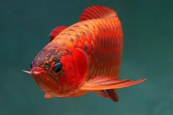 龍魚為什么兜嘴：龍魚兜嘴為什么兜嘴，龍魚為什么兜嘴，龍魚兜嘴的主要原因