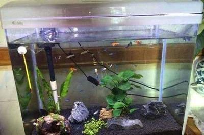 魚缸裝飾物選擇技巧：如何選擇魚缸裝飾物