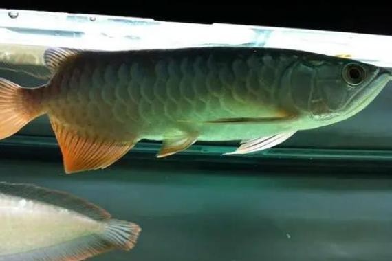 紅尾金龍魚圖片高清圖
