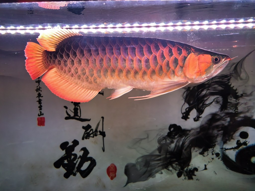 有喜歡的有緣人么