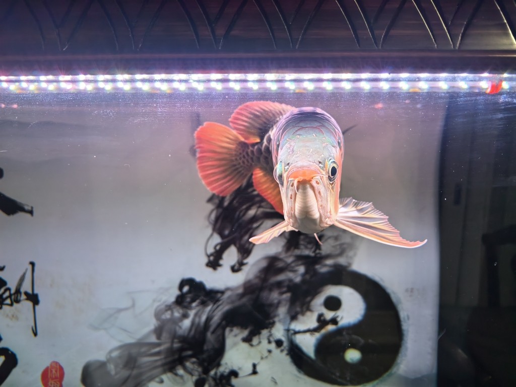 有喜歡的有緣人么