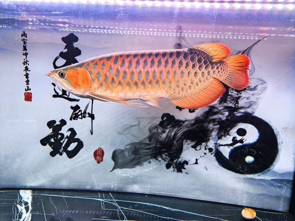 有喜歡的有緣人么