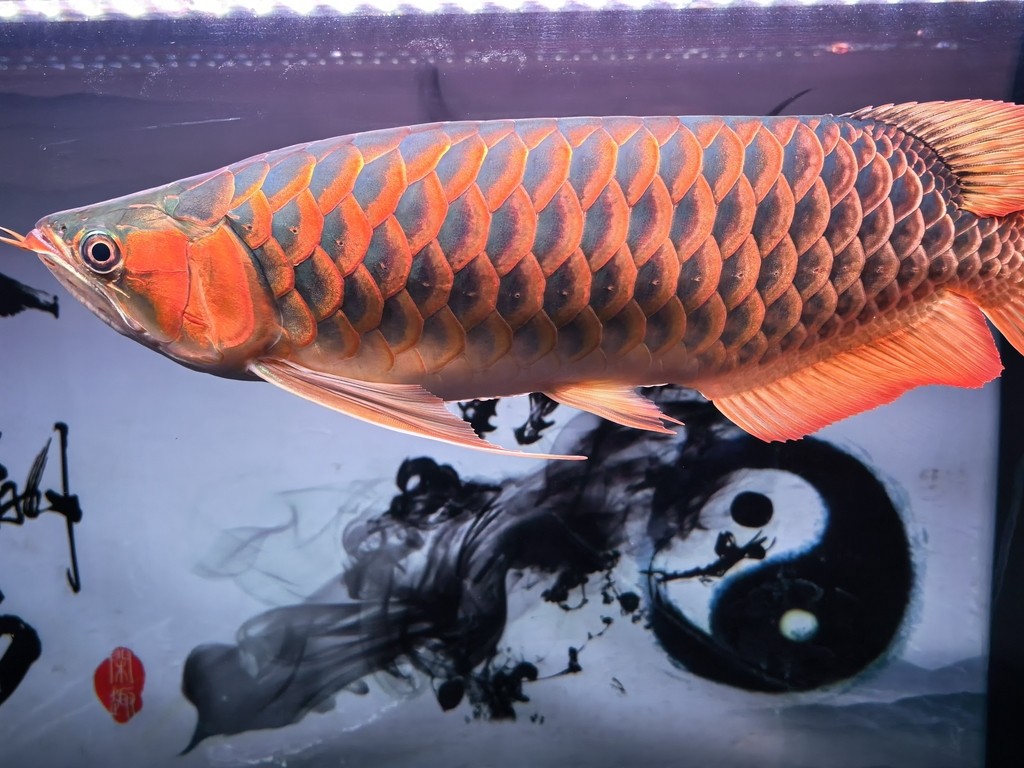 有喜歡的有緣人么