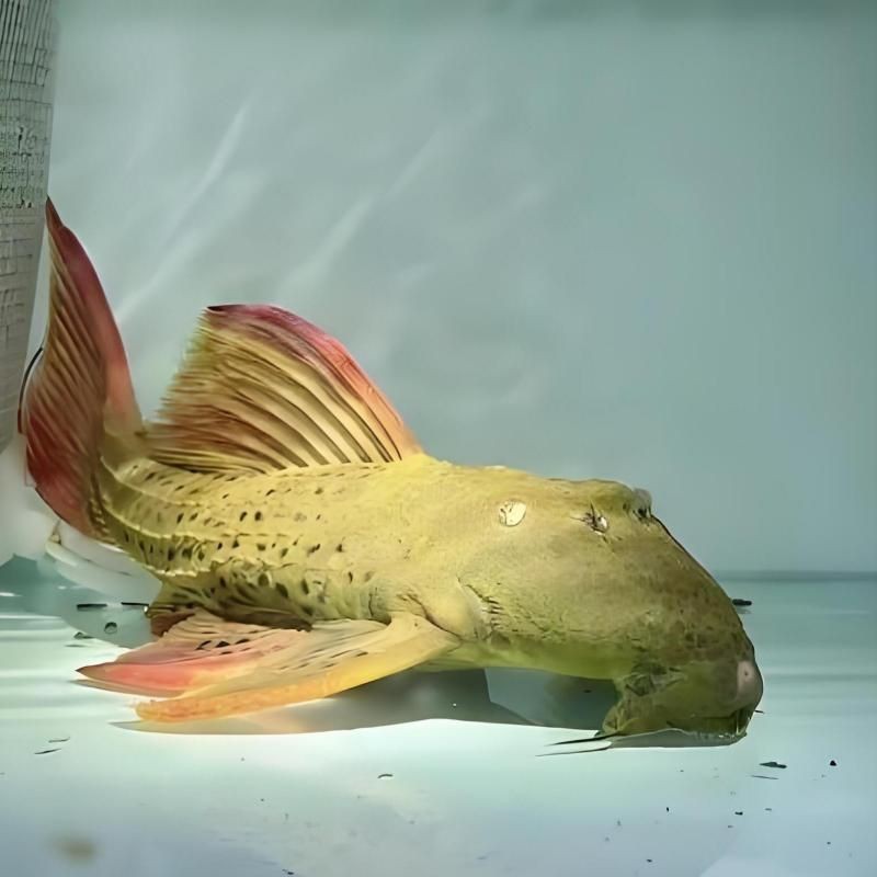 紅尾平克魚能長多大