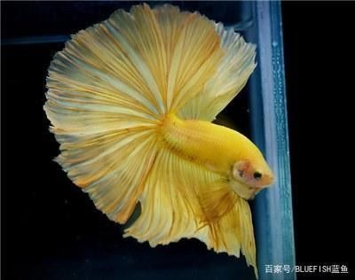 魚缸gh高怎么辦：生物調控降低gh的具體操作