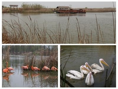 魚缸gh高怎么辦：生物調控降低gh的具體操作