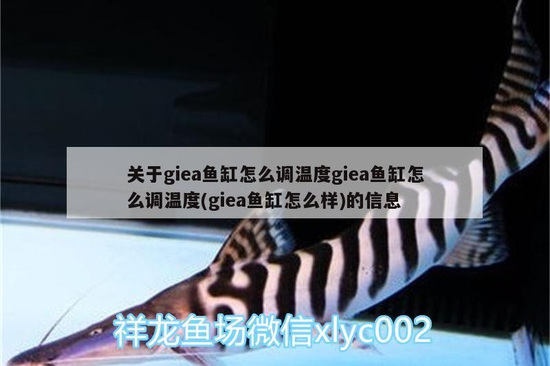 銀龍魚身上潰爛怎么辦啊用什么藥（銀龍魚身體腐爛是什么原因）