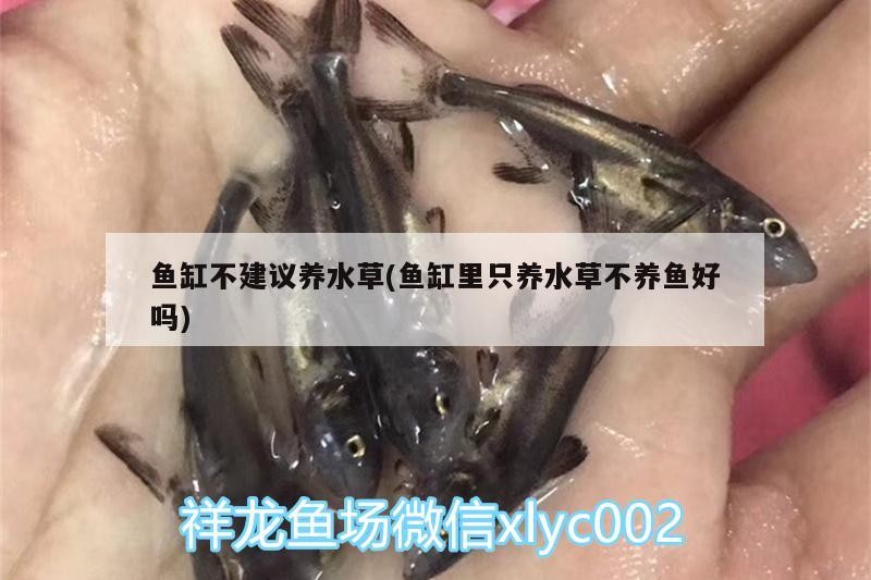 銀龍魚身上潰爛怎么辦啊用什么藥（銀龍魚身體腐爛是什么原因）