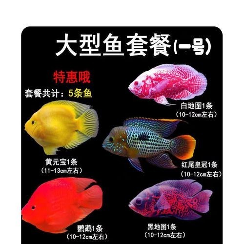 銀龍魚跟什么魚混養最好呢圖片