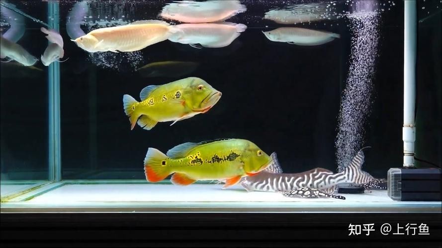 銀龍魚跟什么魚混養最好呢圖片