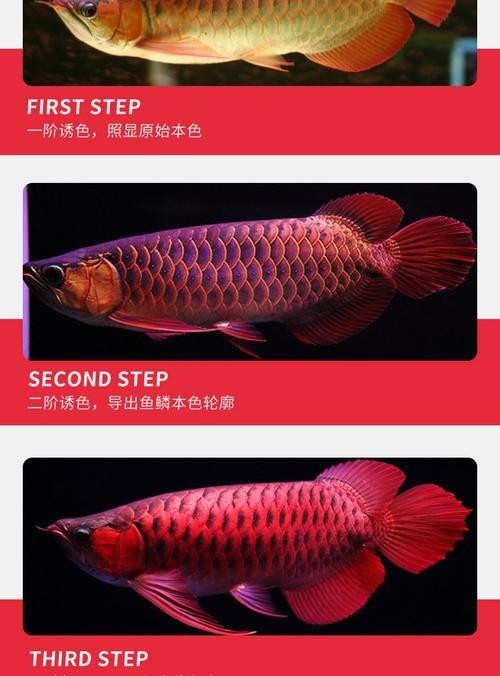 紅龍魚怎么買比較好