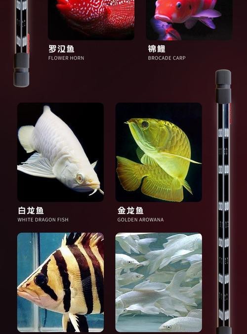 紅龍魚怎么買比較好