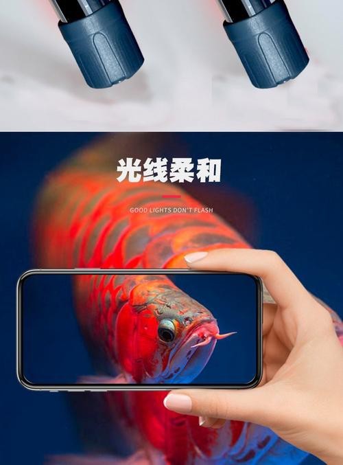 紅龍魚怎么買比較好