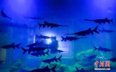 濟南水族館：山東濟南水族館門票價格開放時間開放時間開放時間