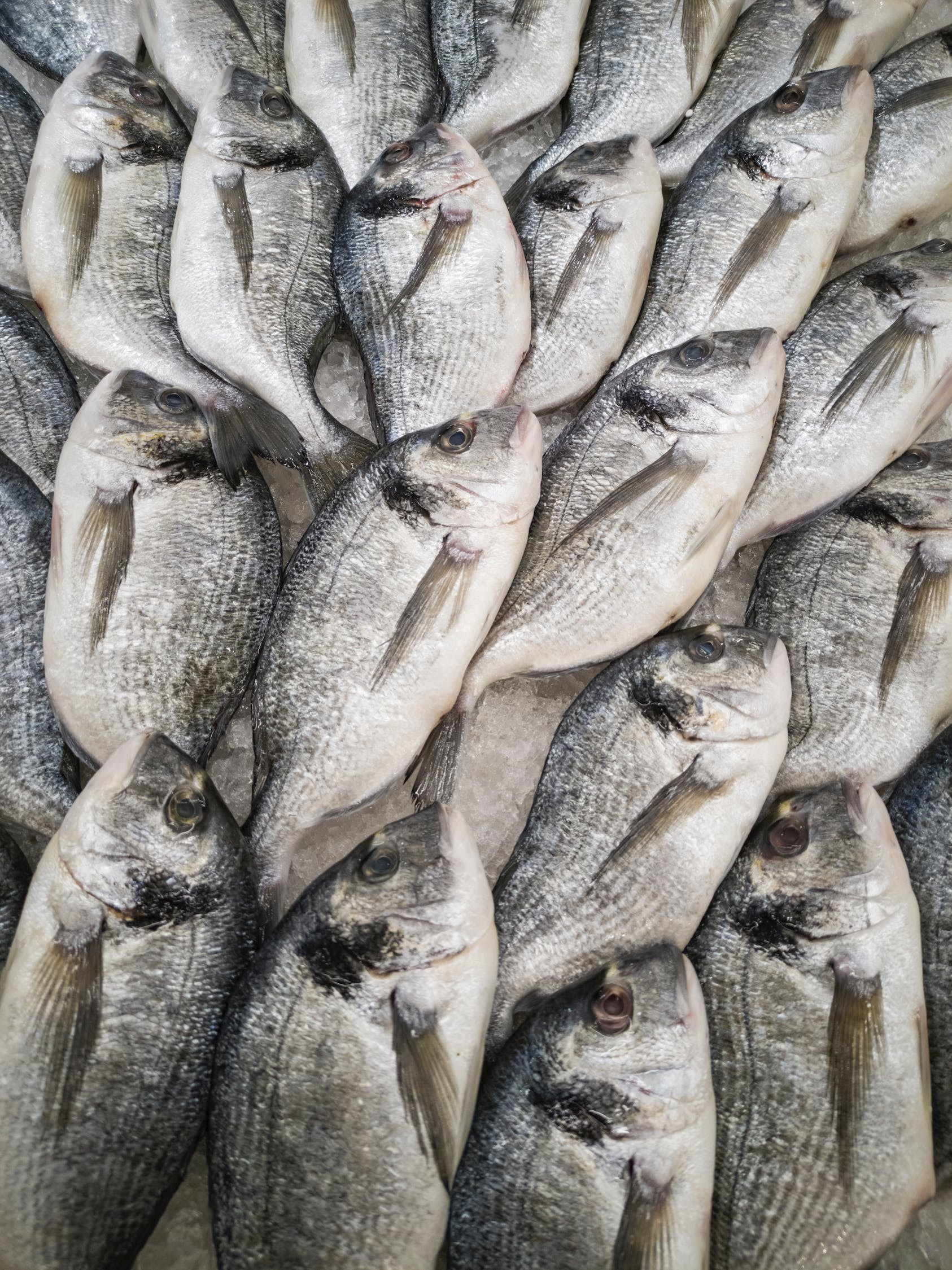 銀龍魚和什么魚混養最好圖片大全(銀龍魚和什么魚混養最佳搭配) 銀龍魚百科 第2張 銀龍魚和什么魚混養最好圖片大全(銀龍魚和什么魚混養最佳搭配) 銀龍魚和什么魚混養最好圖片大全(銀龍魚和什么魚混養最佳搭配) 銀龍魚百科 第2張