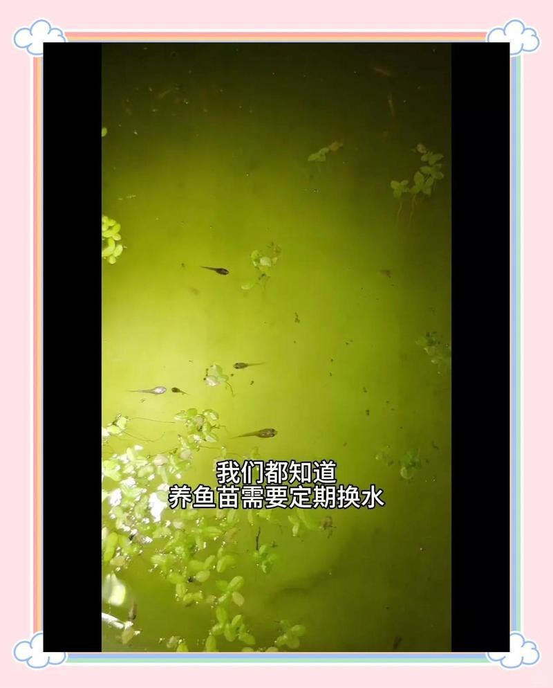 給金龍魚幼苗換水時需要加入什么嗎？